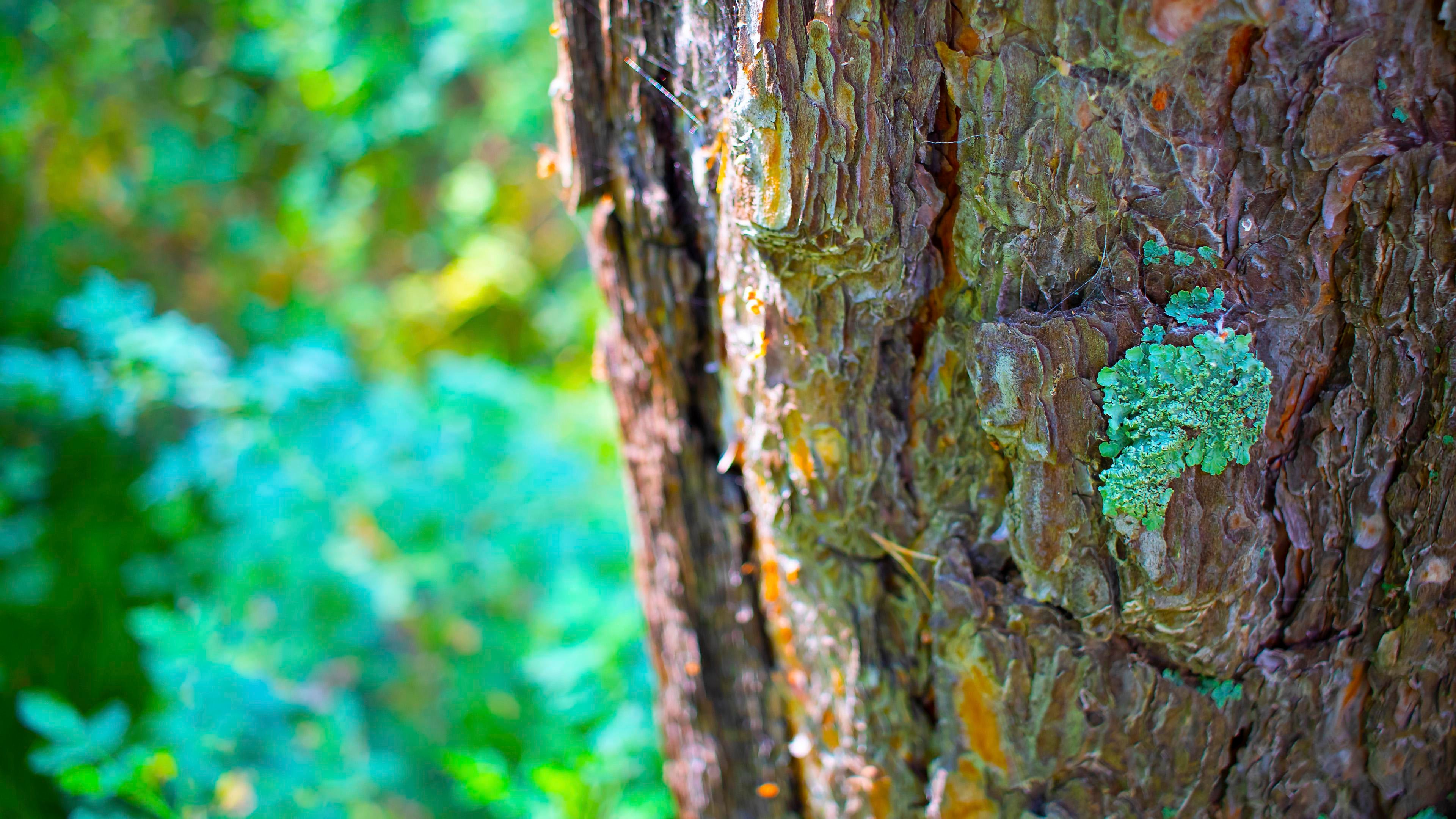 Lichen Wallpapers - Wallpaper Cave