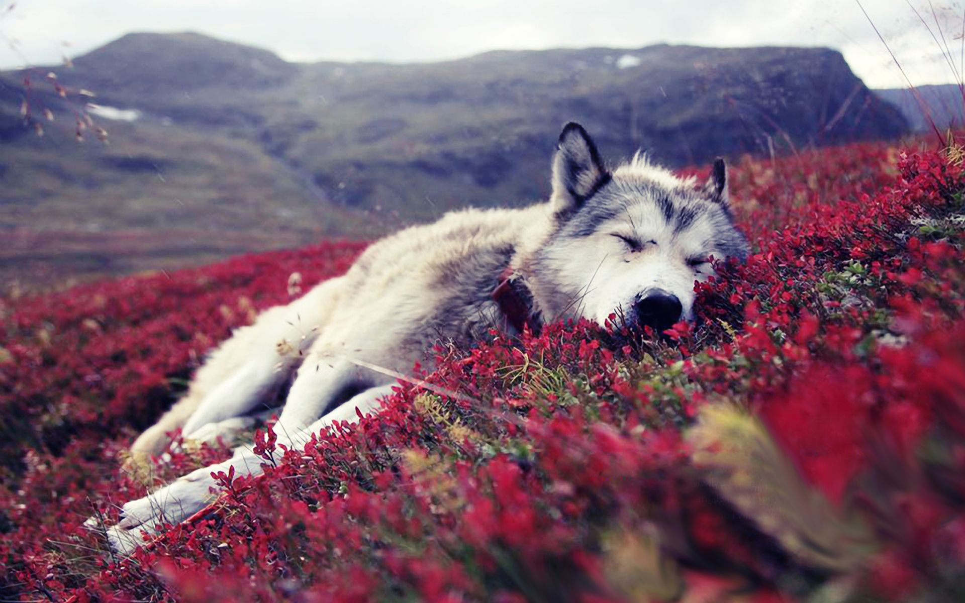Wolf on a bed of flowers Wallpaper. Most beautiful animals, Sleeping wolf, Cute animals