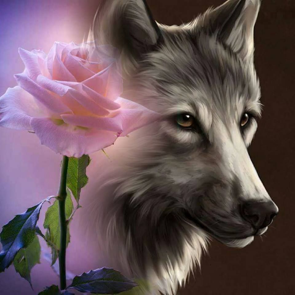 CALLAS wagner on Twitter. Wolf spirit animal, Animals, Wolf photo