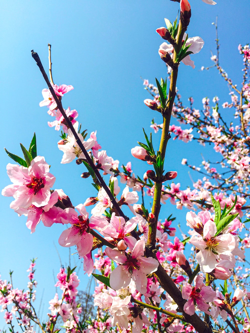 30,Peach Blossom Picture. Download Free Image