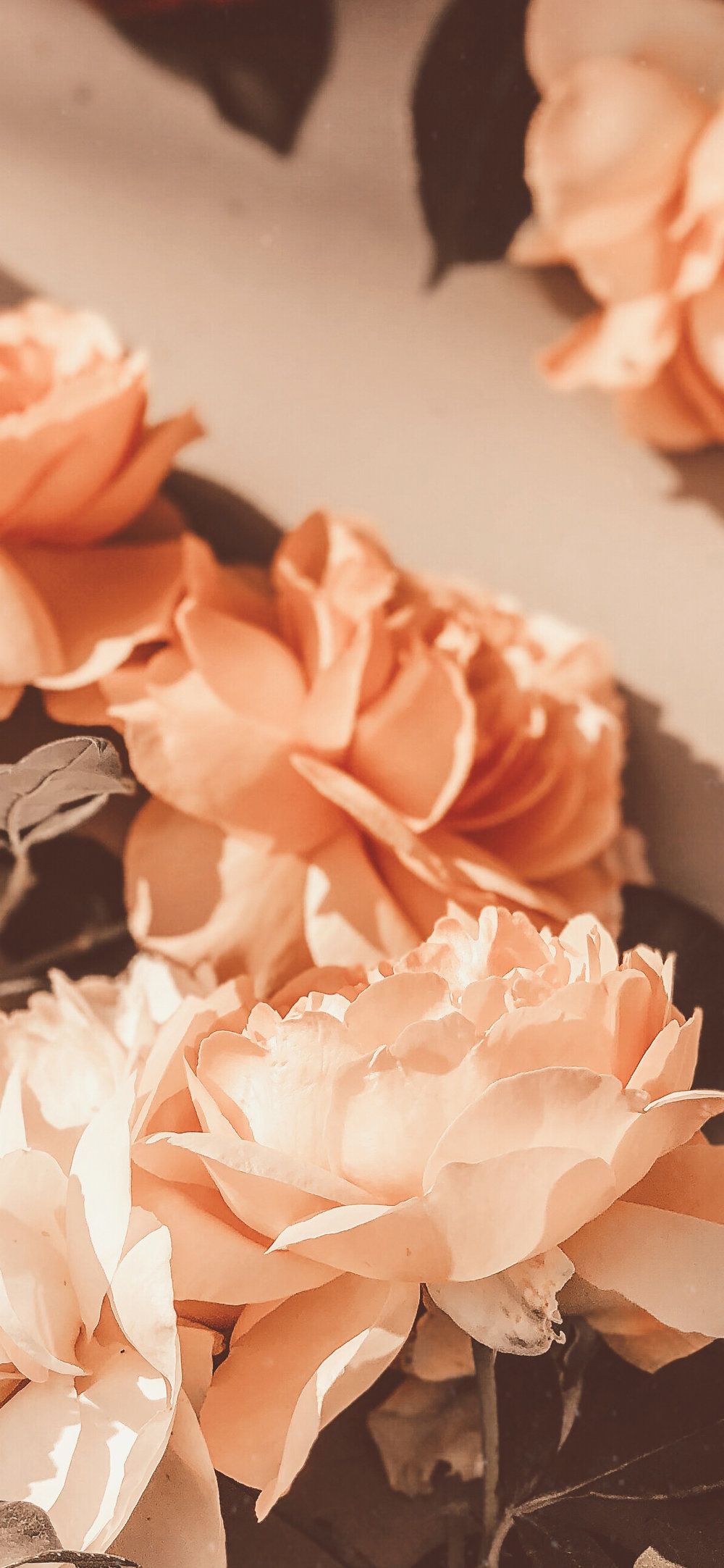 peach flower background