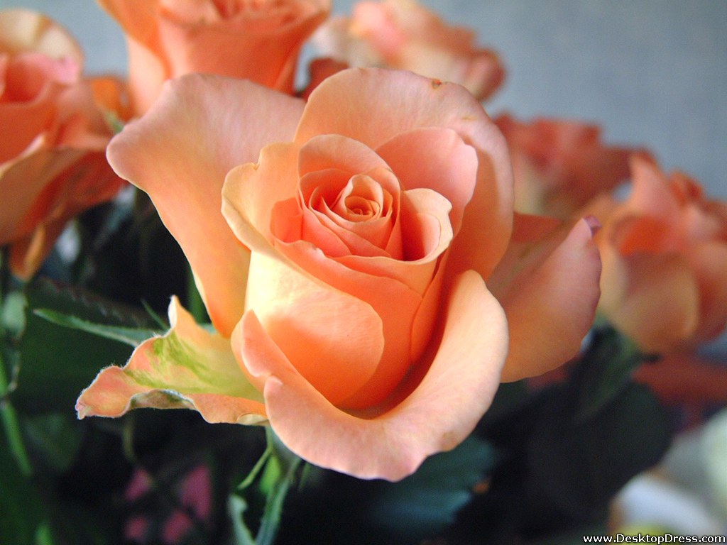 Desktop Wallpaper Flowers Background Peach Rose