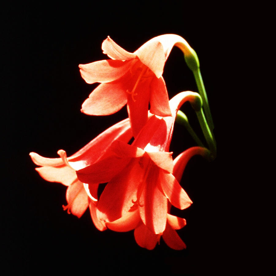 Peach Flowers on Black Background Photograph