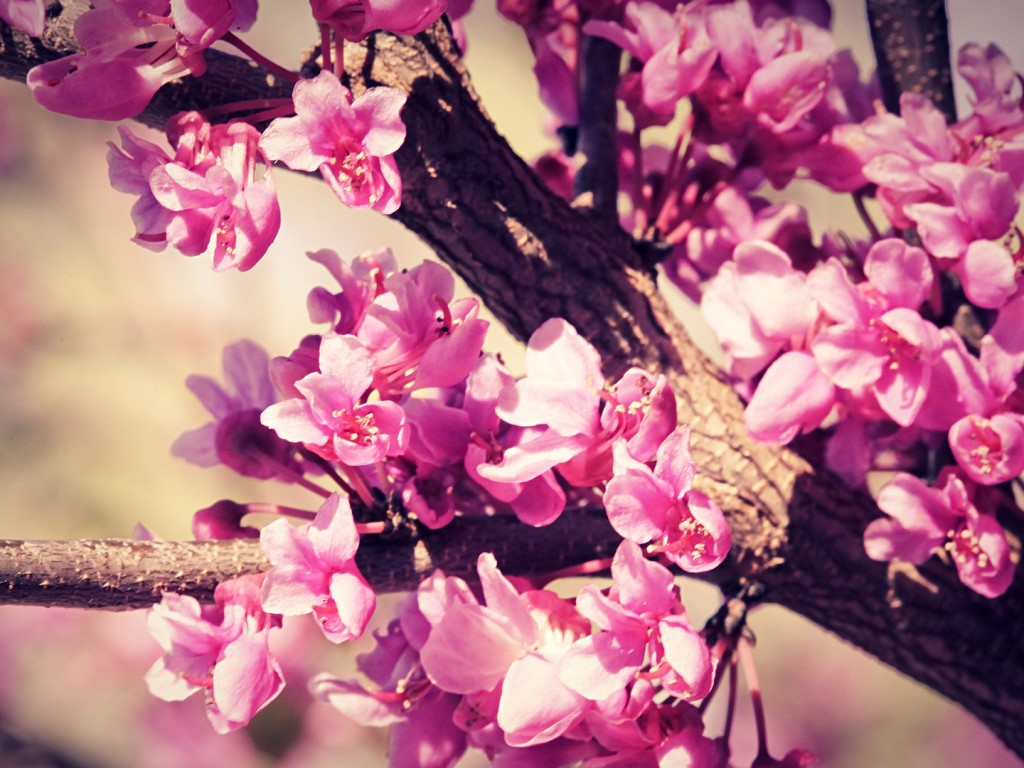 tumblr cute wallpaper, flower, pink, spring, blossom, branch, petal, lilac, plant, red bud, tree