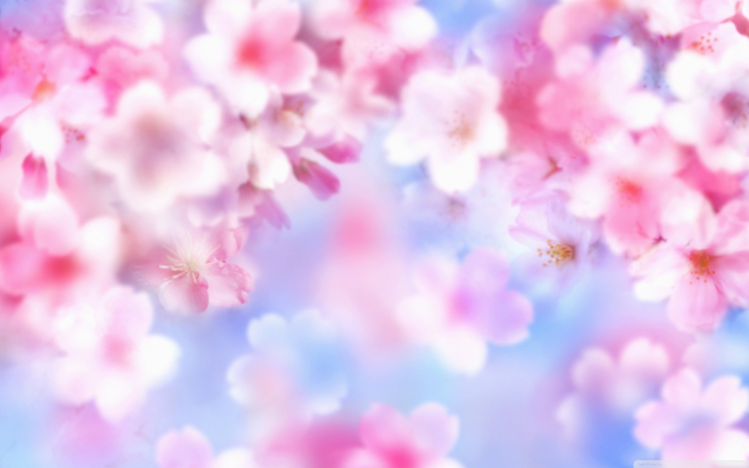 cute wallpaper for girls, pink, petal, flower, blossom, spring