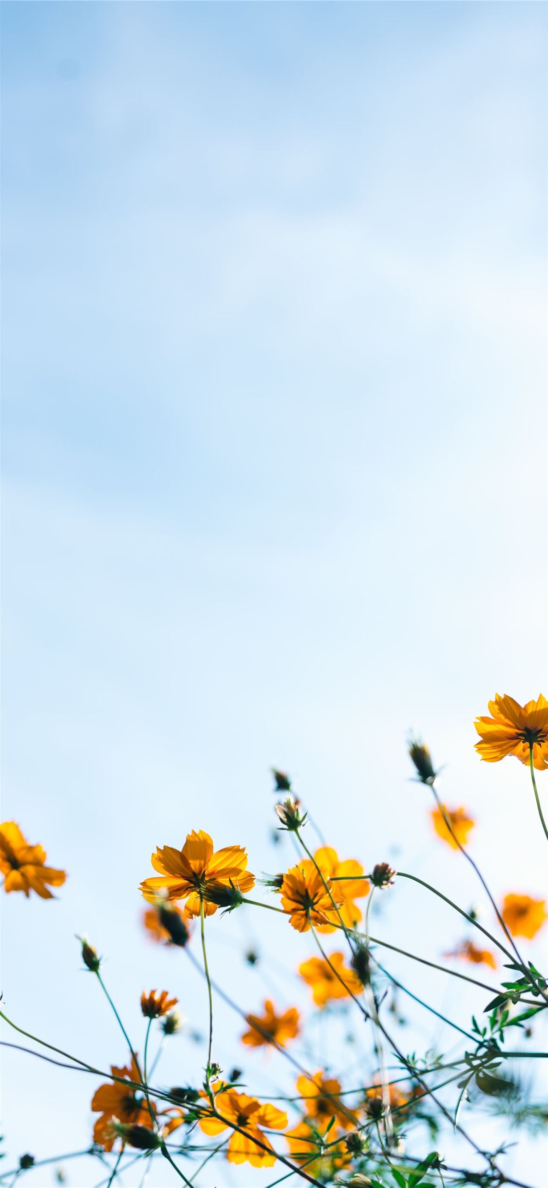 close shot of yellow flowers iPhone X Wallpaper Free Download