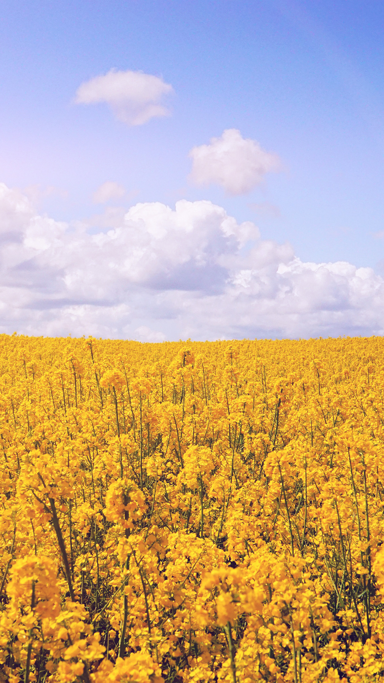 iPhone X wallpaper. yellow flower jeju nari flare