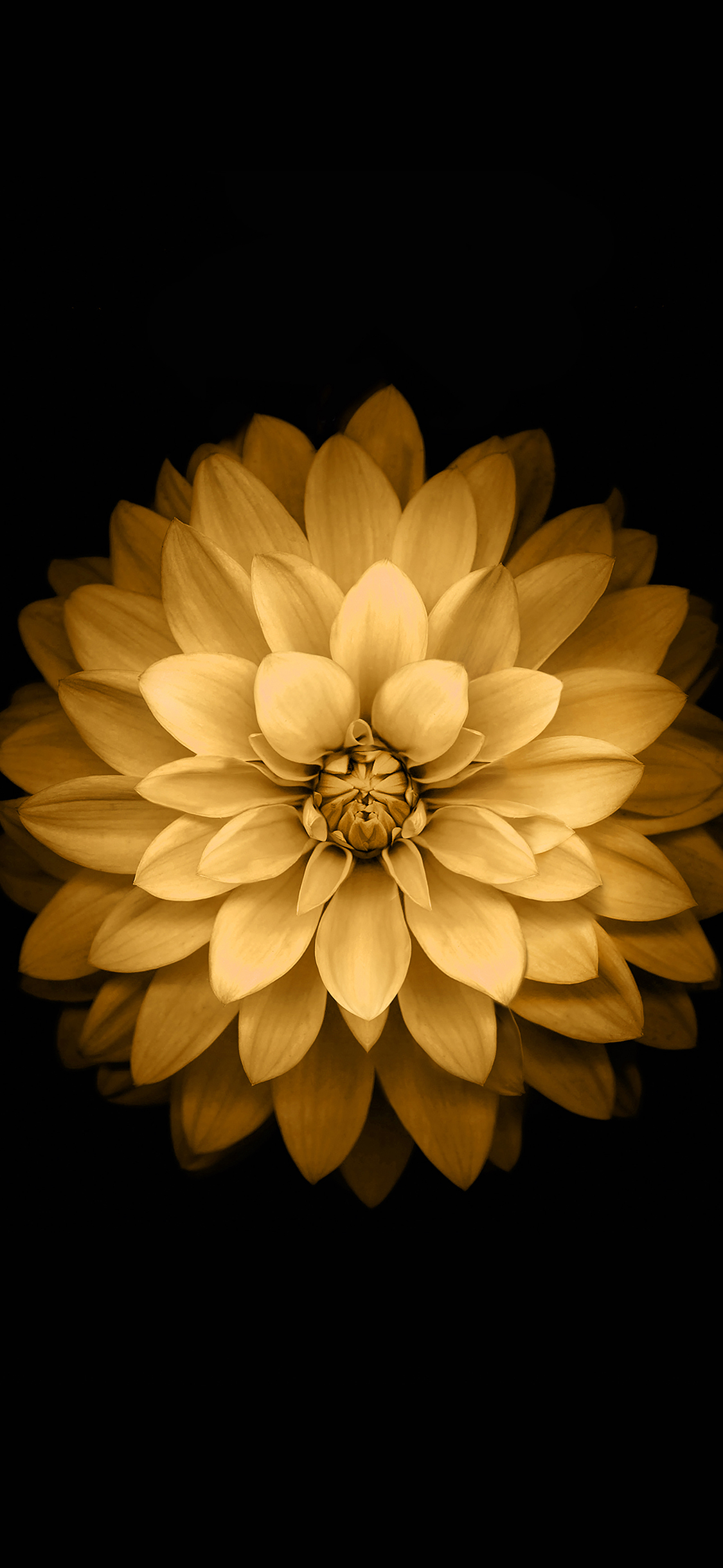 iPhoneXpapers yellow lotus iphone6 plus ios8 flower