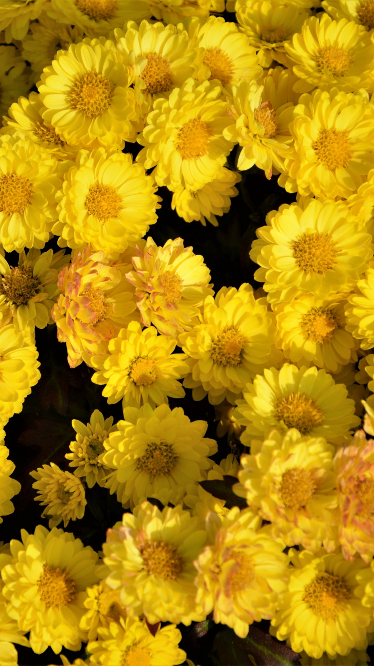 Download yellow flowers, arrangement 750x1334 wallpaper, iphone iphone 750x1334 HD image, background, 1148
