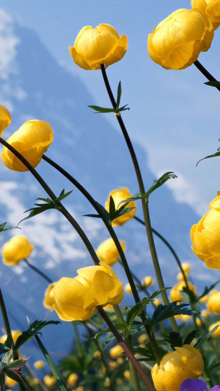 Yellow Flower Wallpaper iPhone Wallpaper & Background Download