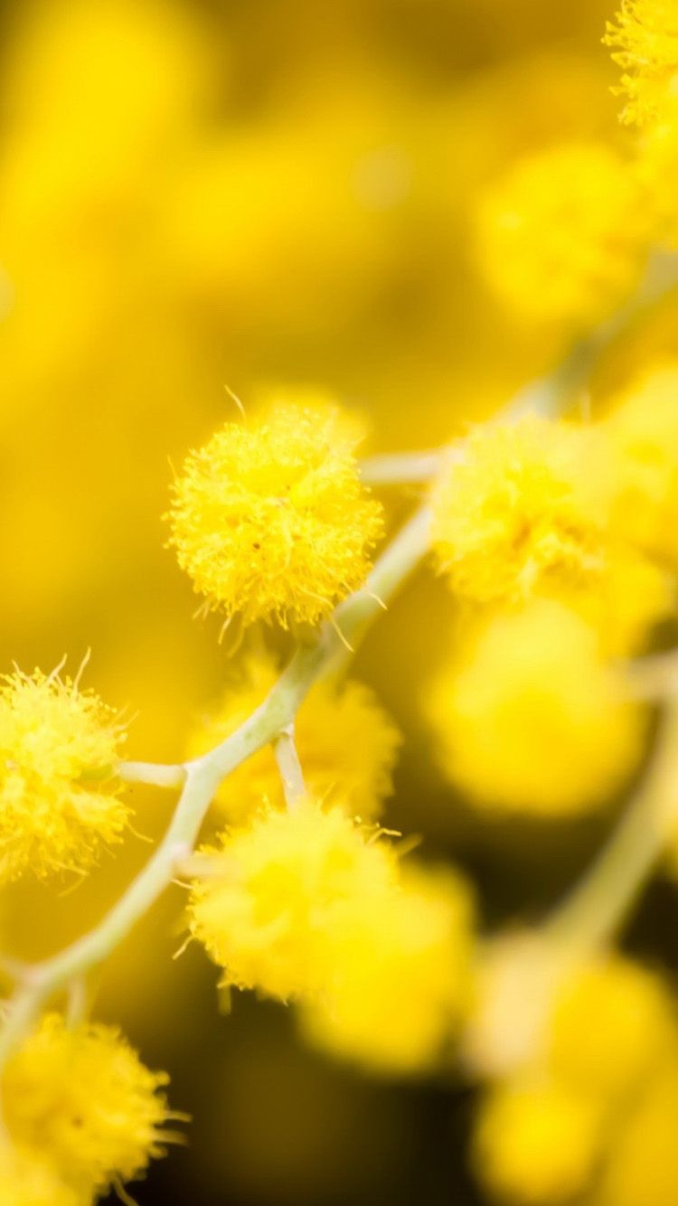 Yellow Floral iPhone Wallpaper