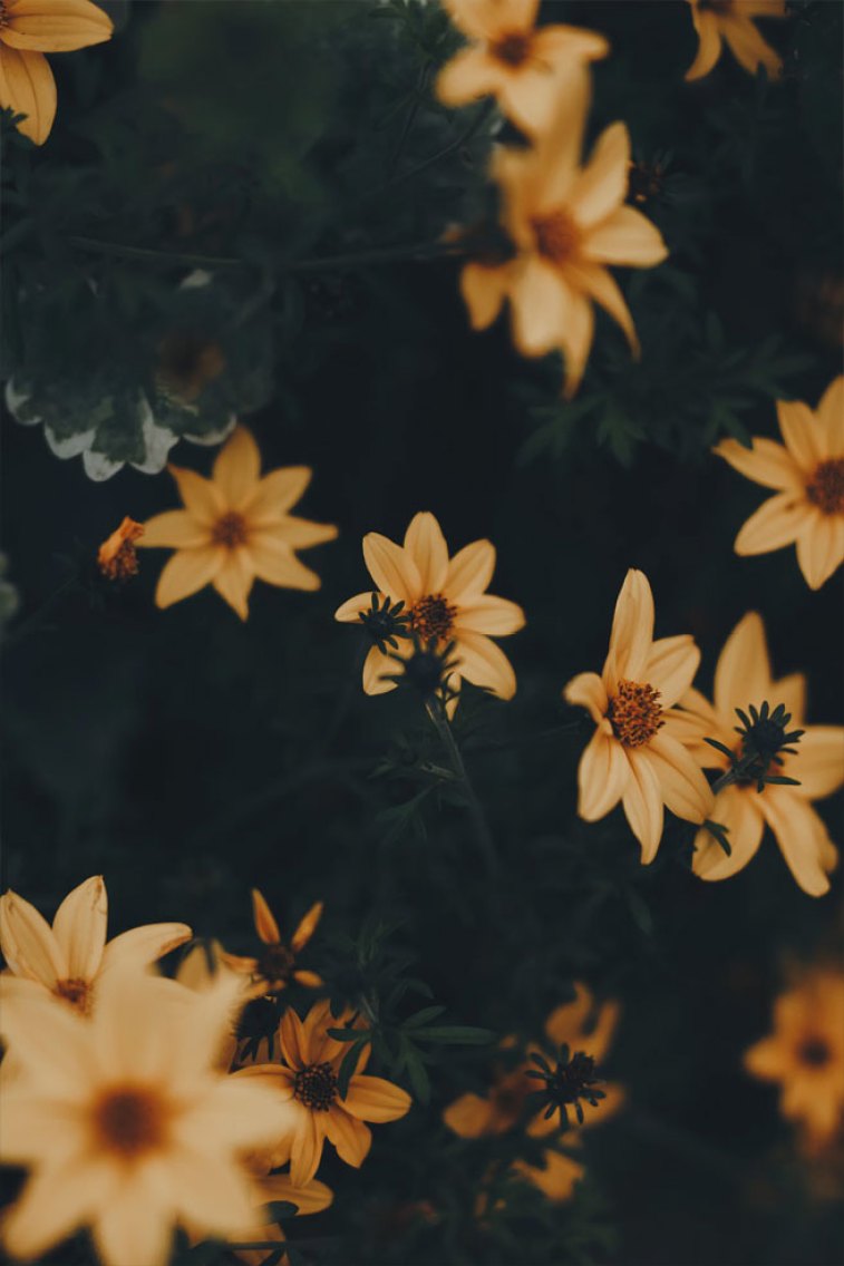 Pretty yellow wild daisies Beautiful flower iphone wallpaper ideas