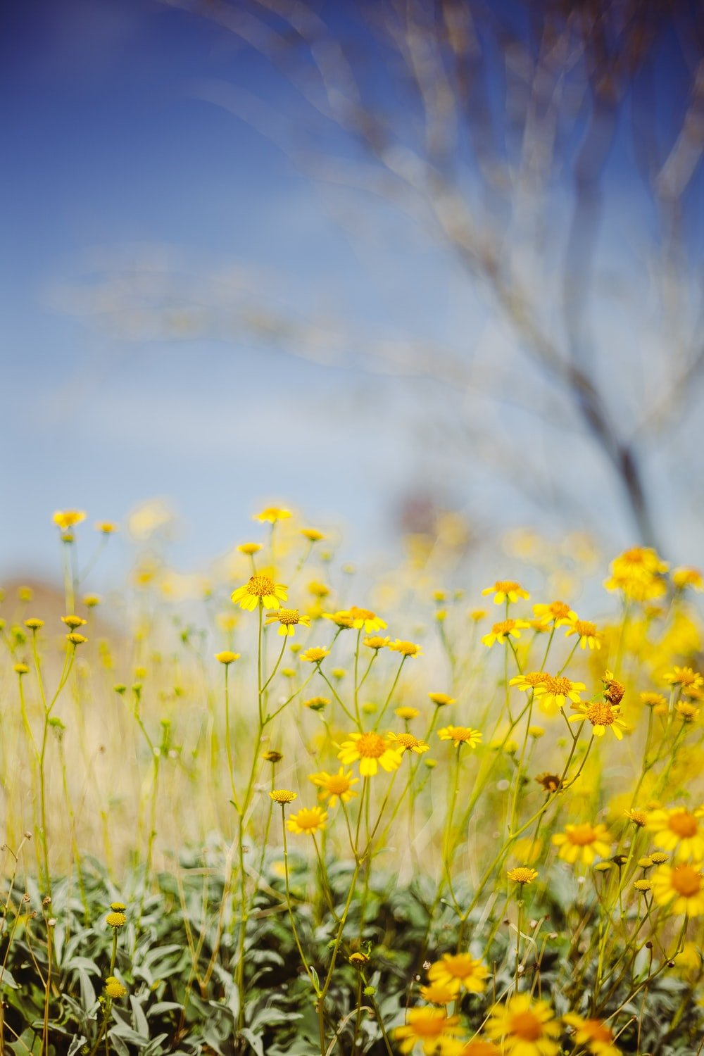 yellow flower field under blue sky during daytime photo