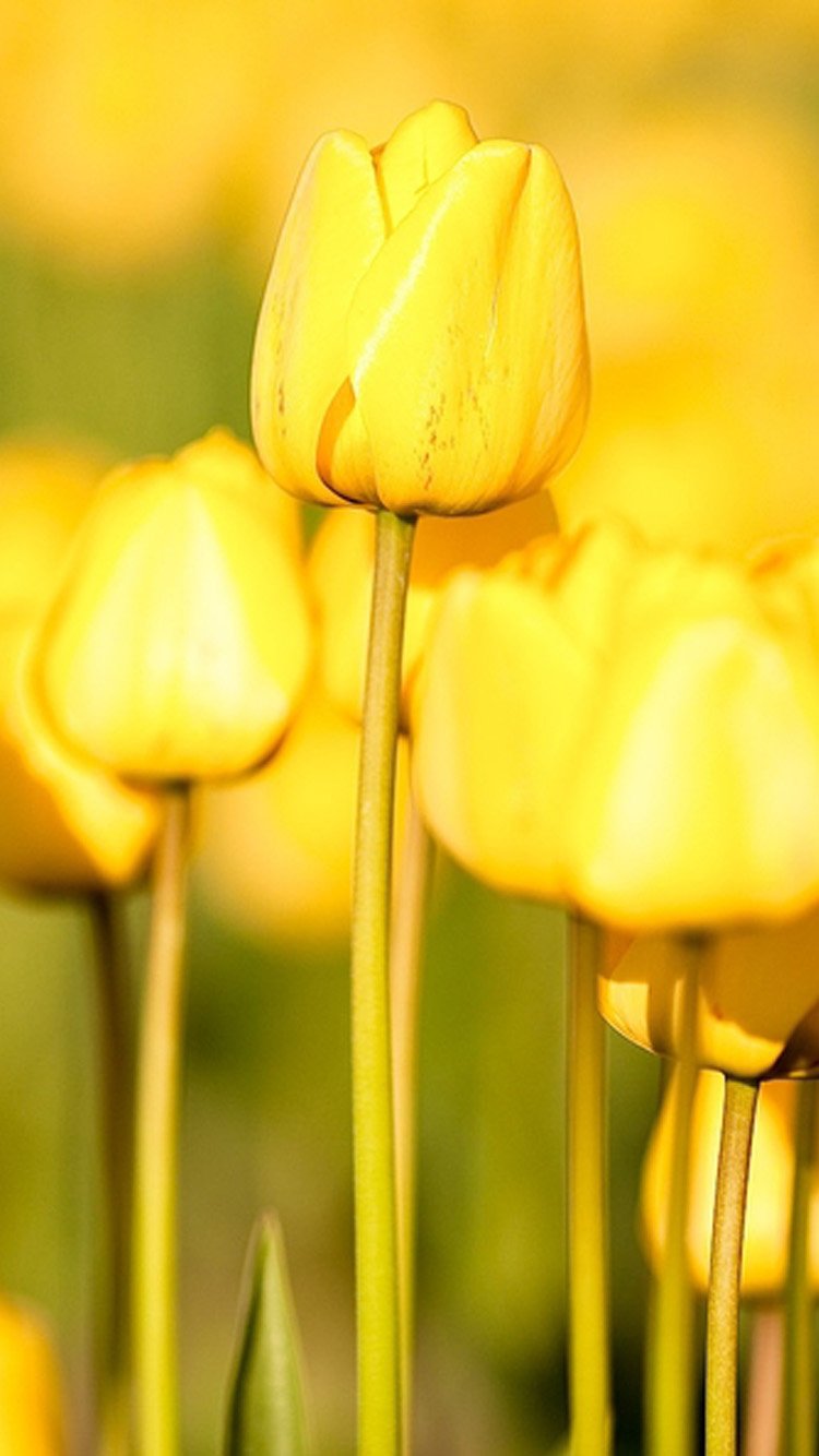 Free download Elegant yellow flowers iPhone 6 Wallpaper HD iPhone 6 Wallpaper [750x1334] for your Desktop, Mobile & Tablet. Explore Yellow Flowers Wallpaper for iPhone. Apple Flower Wallpaper, Flower