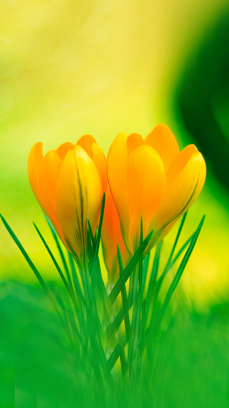 Free download Yellow Crocus Flowers iphone 6 wallpaper iPhone 6 Wallpaper 750x1334 [750x1334] for your Desktop, Mobile & Tablet. Explore Yellow Flowers Wallpaper for iPhone. Apple Flower Wallpaper, Flower