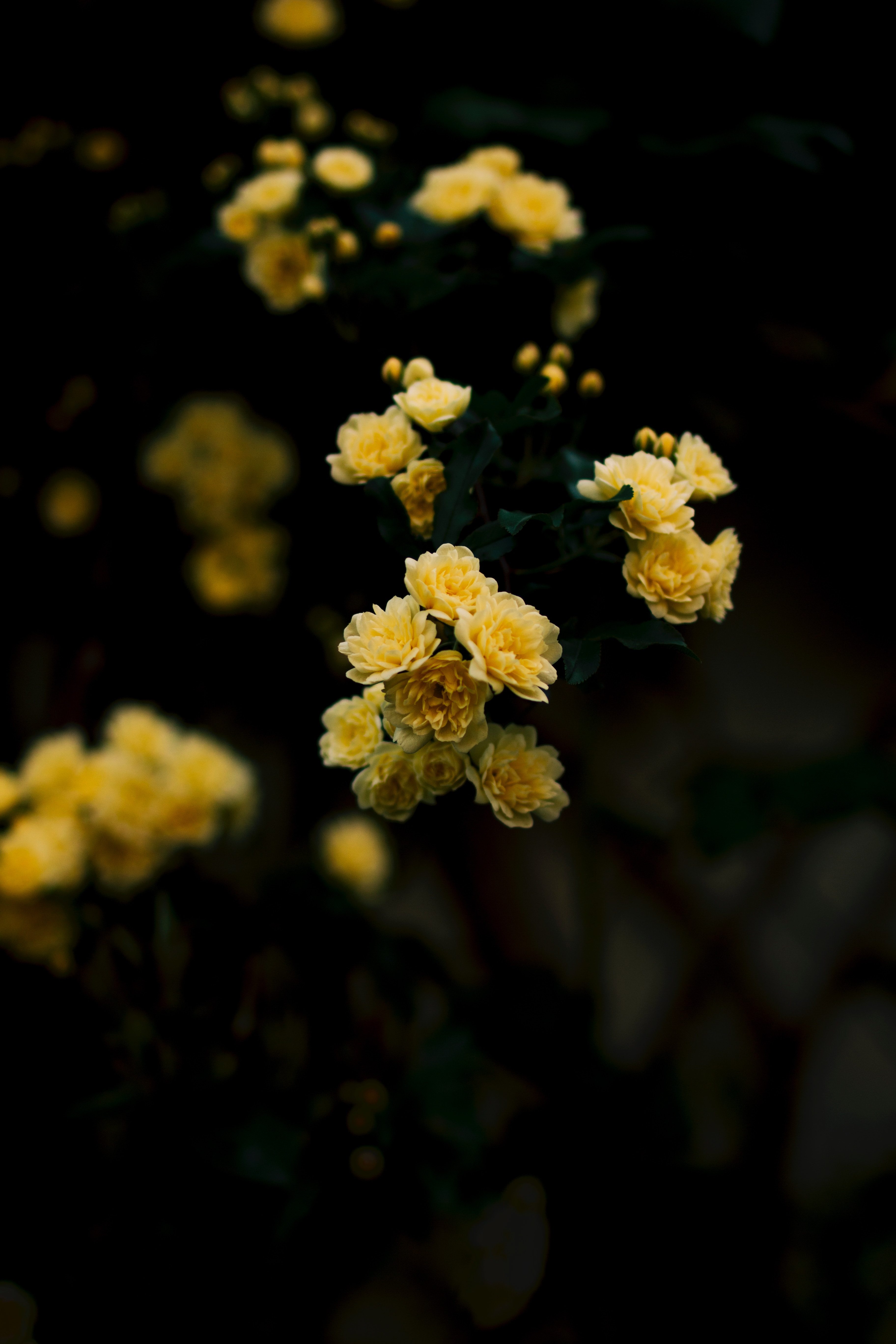 Yellow Flowers iPhone Wallpapers - Wallpaper Cave