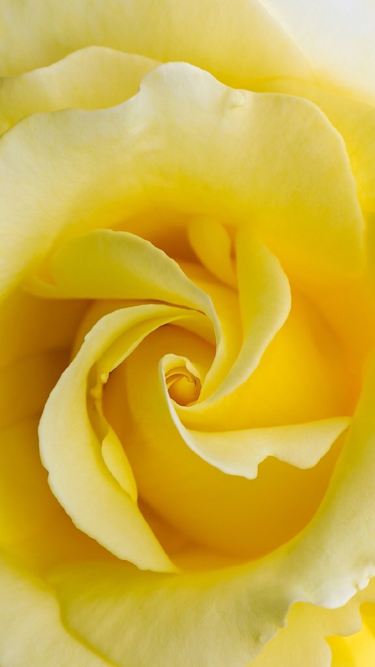 Yellow Flowers iPhone Wallpapers - Wallpaper Cave