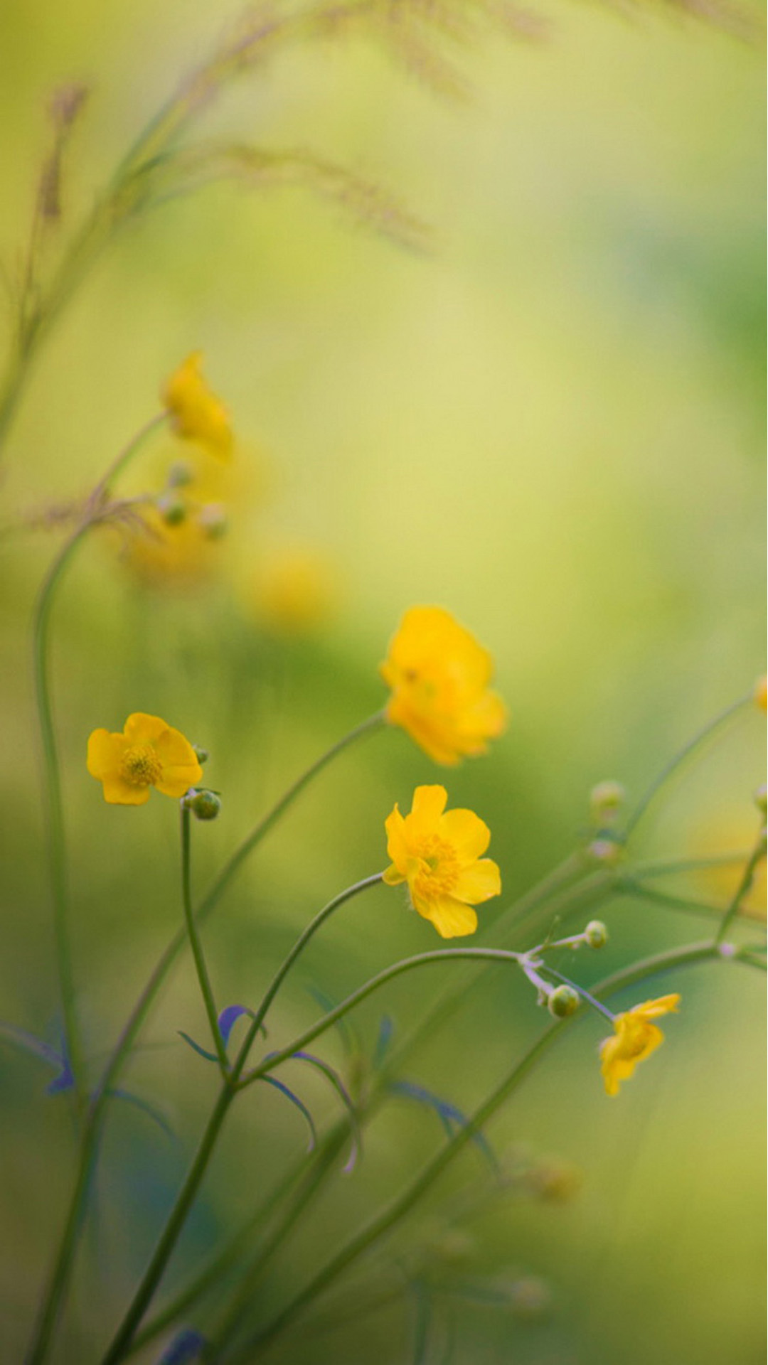 Yellow Flowers iPhone Wallpapers Wallpaper Cave