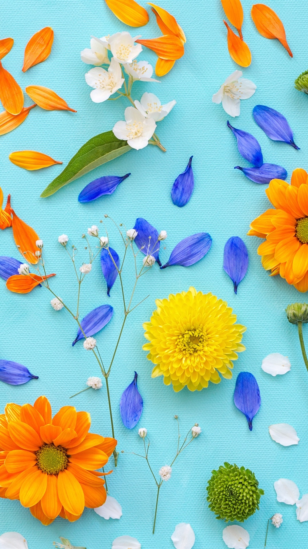 Chrysanthemum, Petals, Yellow Flowers, Blue Background 1080x1920 IPhone 8 7 6 6S Plus Wallpaper, Background, Picture, Image