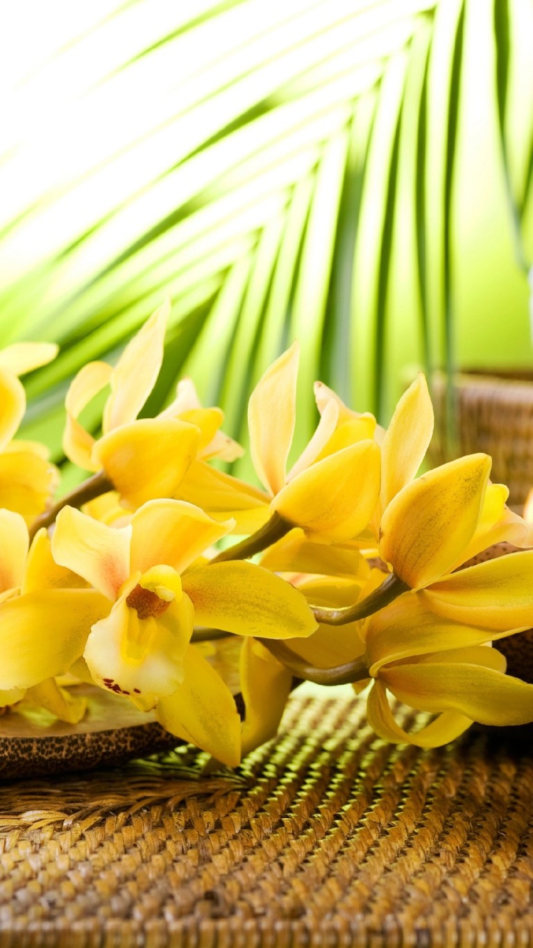 High Quality Yellow Flowers iPhone Wallpaper