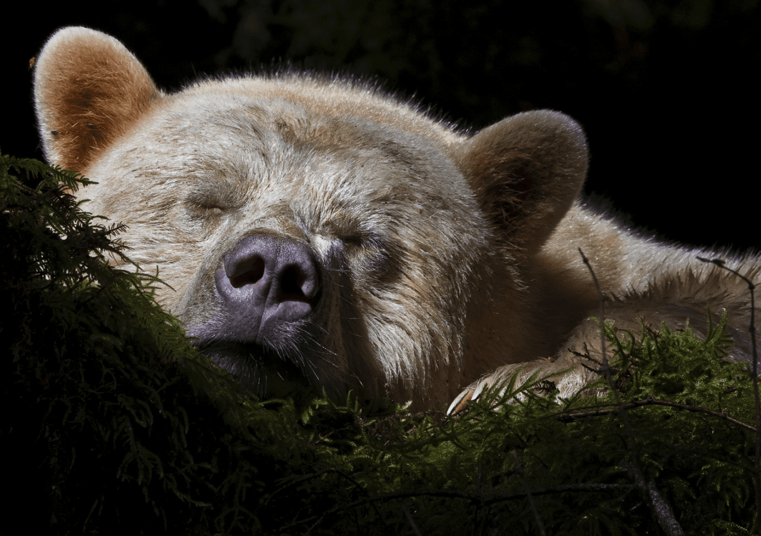 Spirit Bear Wallpapers - Wallpaper Cave