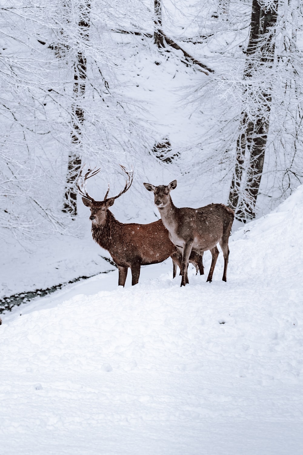 Deer Snow Picture. Download Free Image