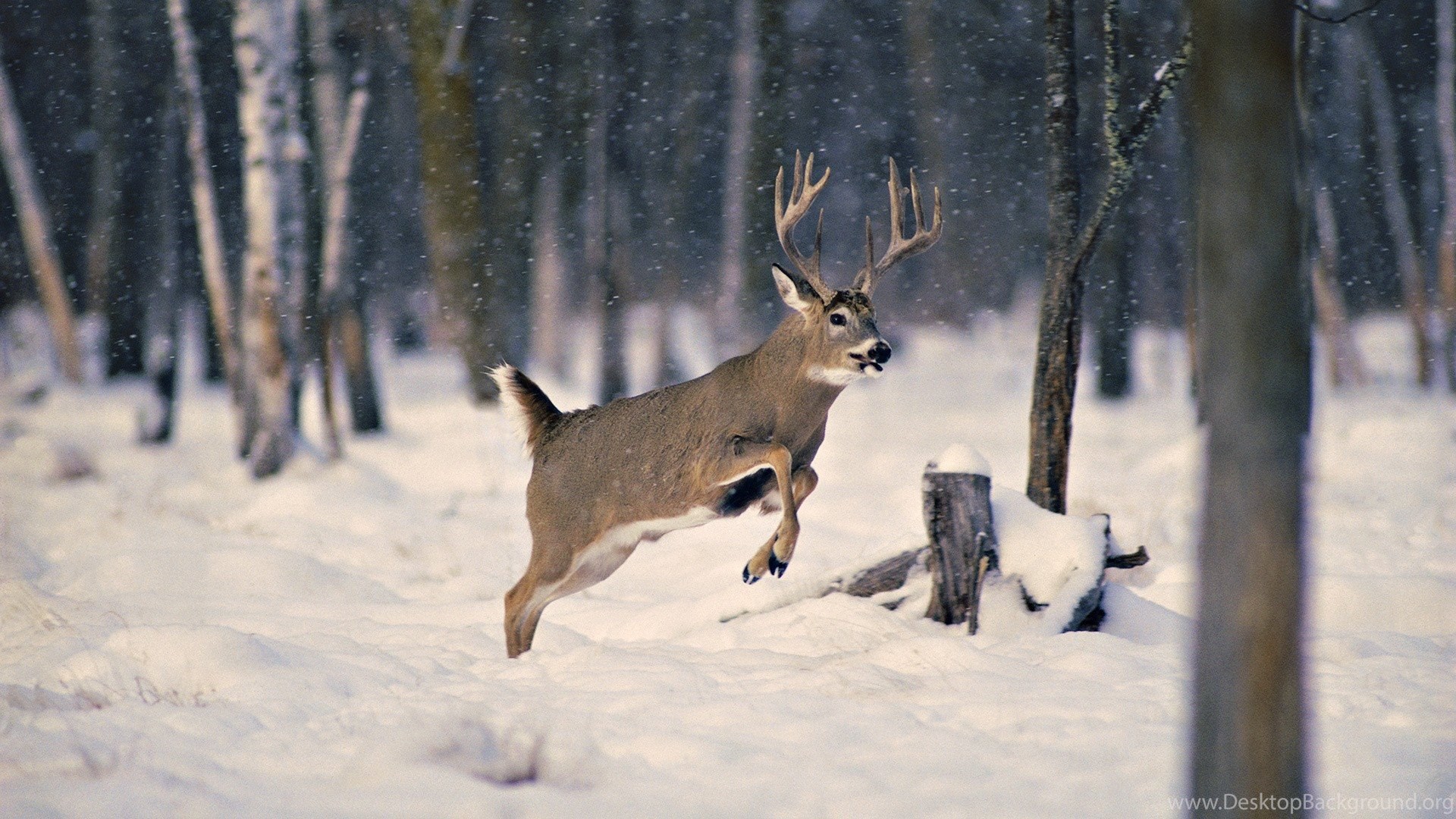 Deer Wallpaper: Deer Animal Snow Fur Squeaking Silk Moth. Desktop Background