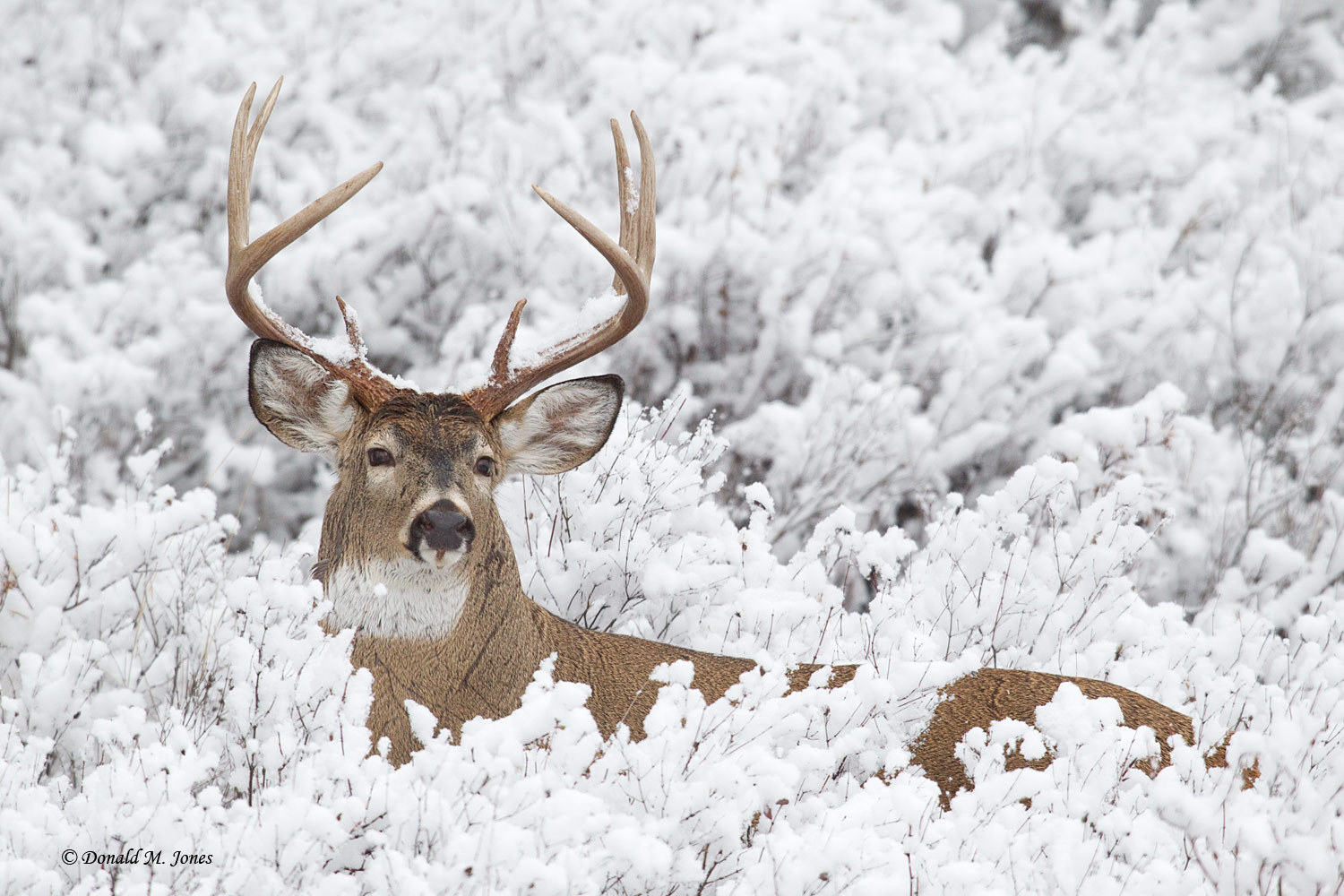 Free download Whitetail Deer [1500x1000] for your Desktop, Mobile & Tablet. Explore Free Wallpaper Deer in Snow. Whitetail Deer Wallpaper