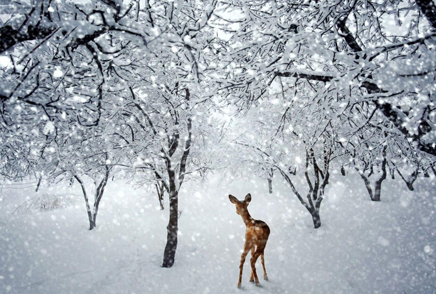 Deer Snow Winter Wallpaper