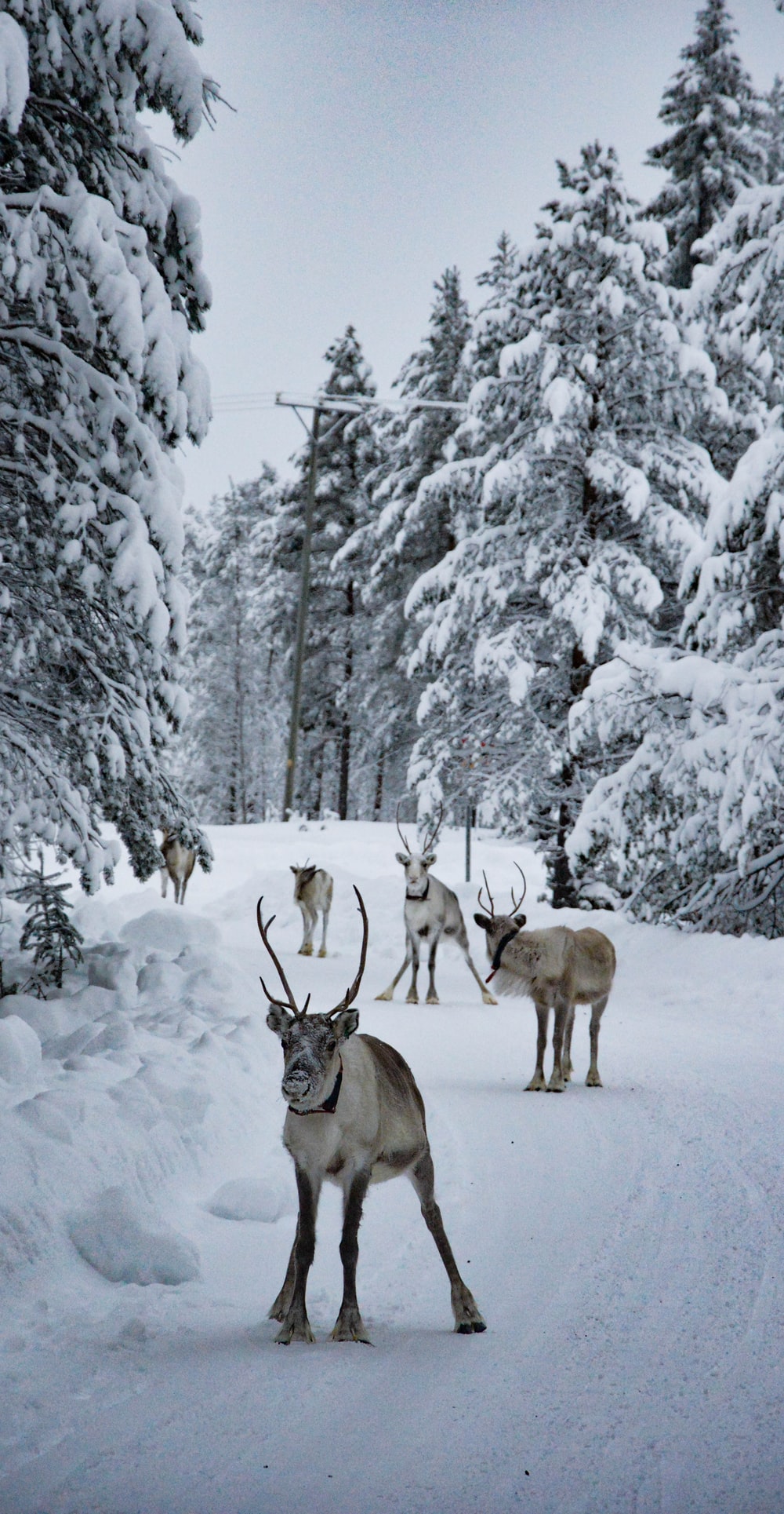 group of deer at snowfield photo