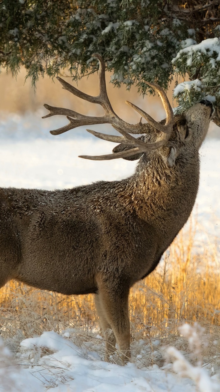 Winter, Snow, Tree, Deer 750x1334 IPhone 8 7 6 6S Wallpaper, Background, Picture, Image