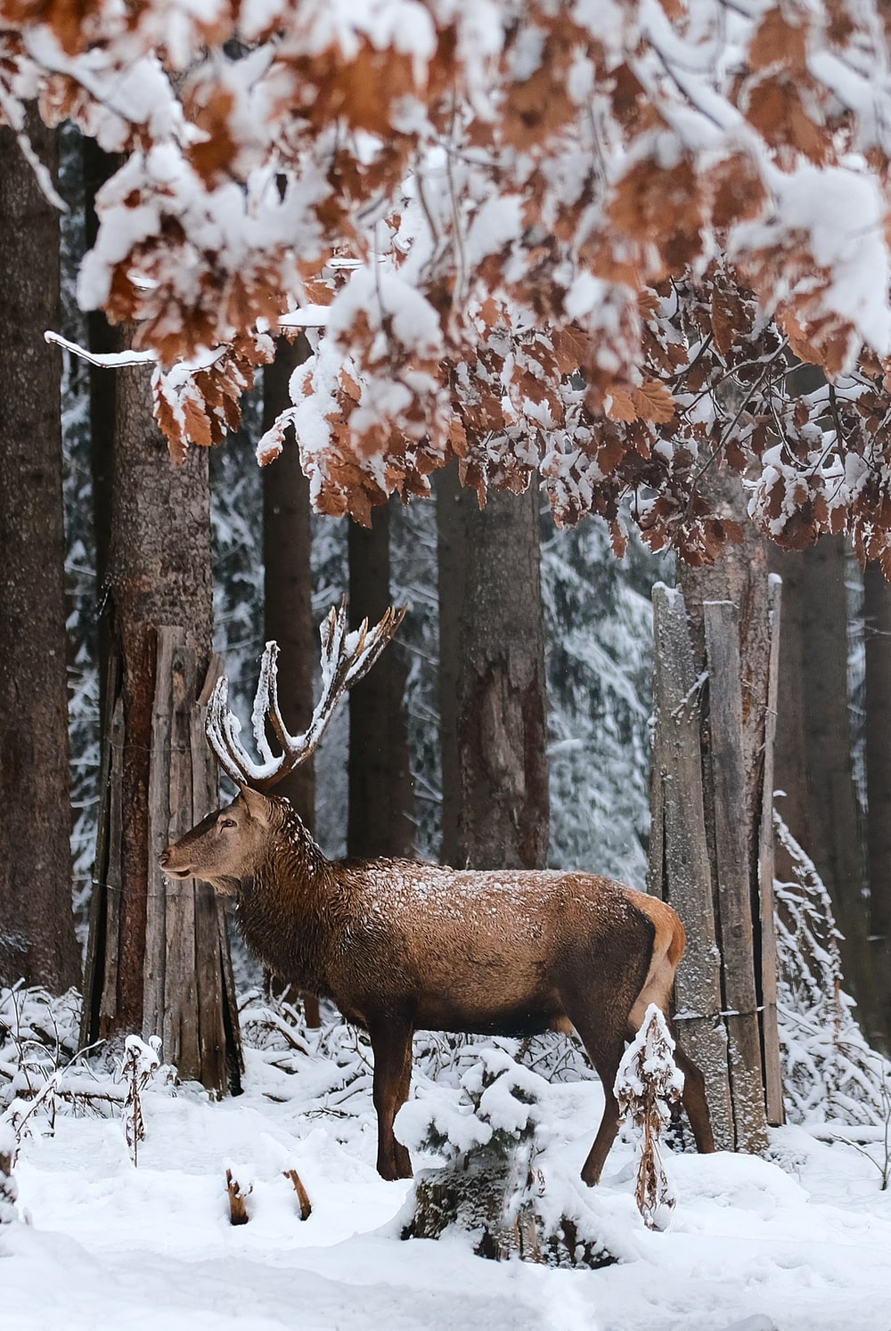 brown deer standing on snow covered ground during daytime photo