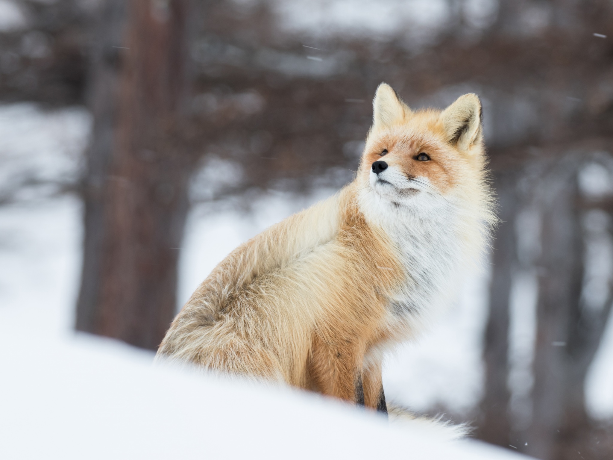 Wallpaper 4k Fox In Snow Wallpaper