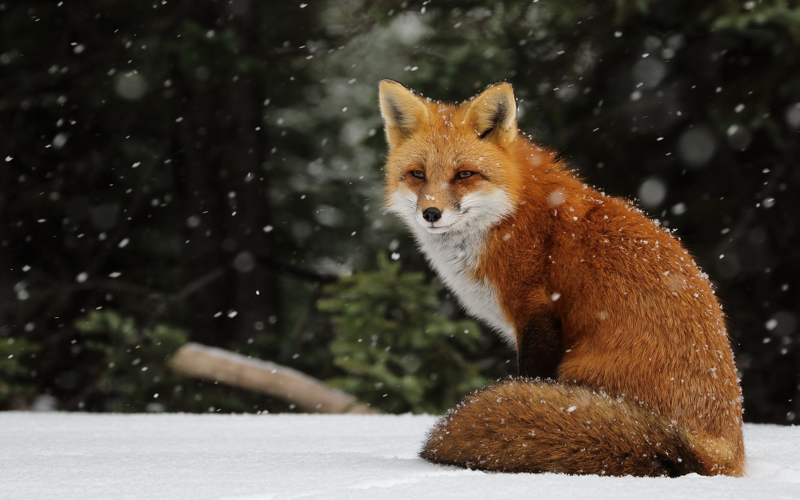 fox, Winter Wallpaper HD / Desktop and Mobile Background