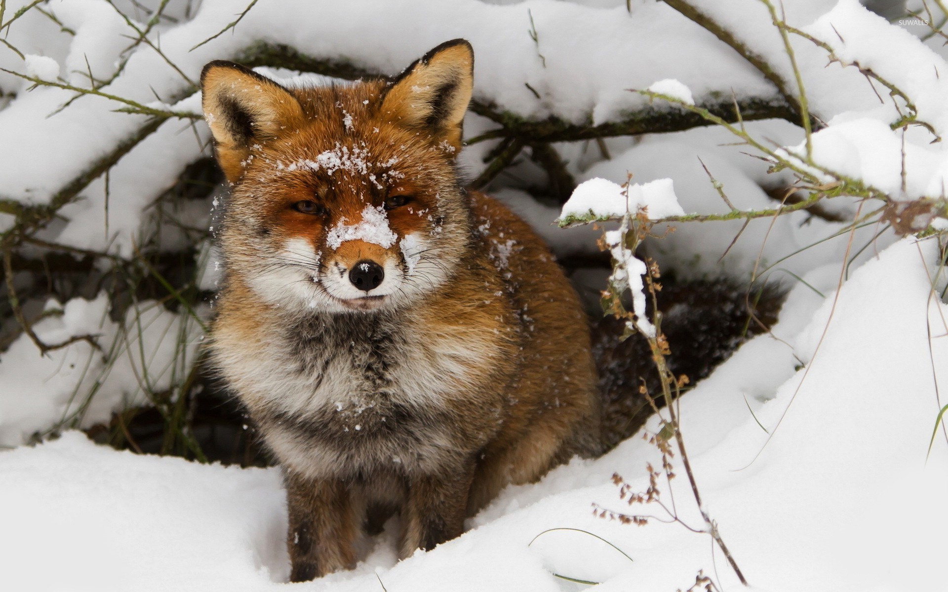 Fox in the snow wallpaper wallpaper
