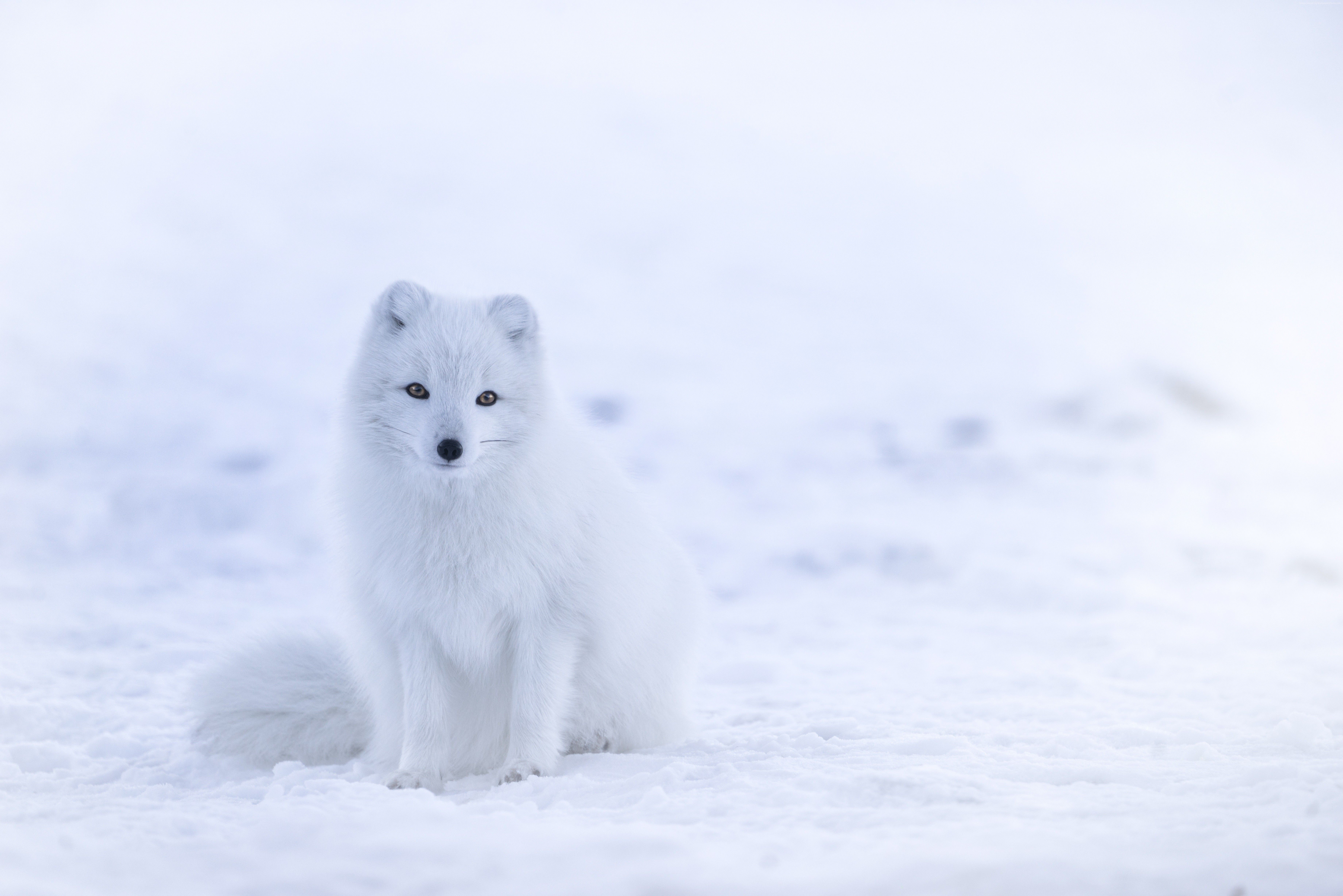 Snow Fox Wallpaper