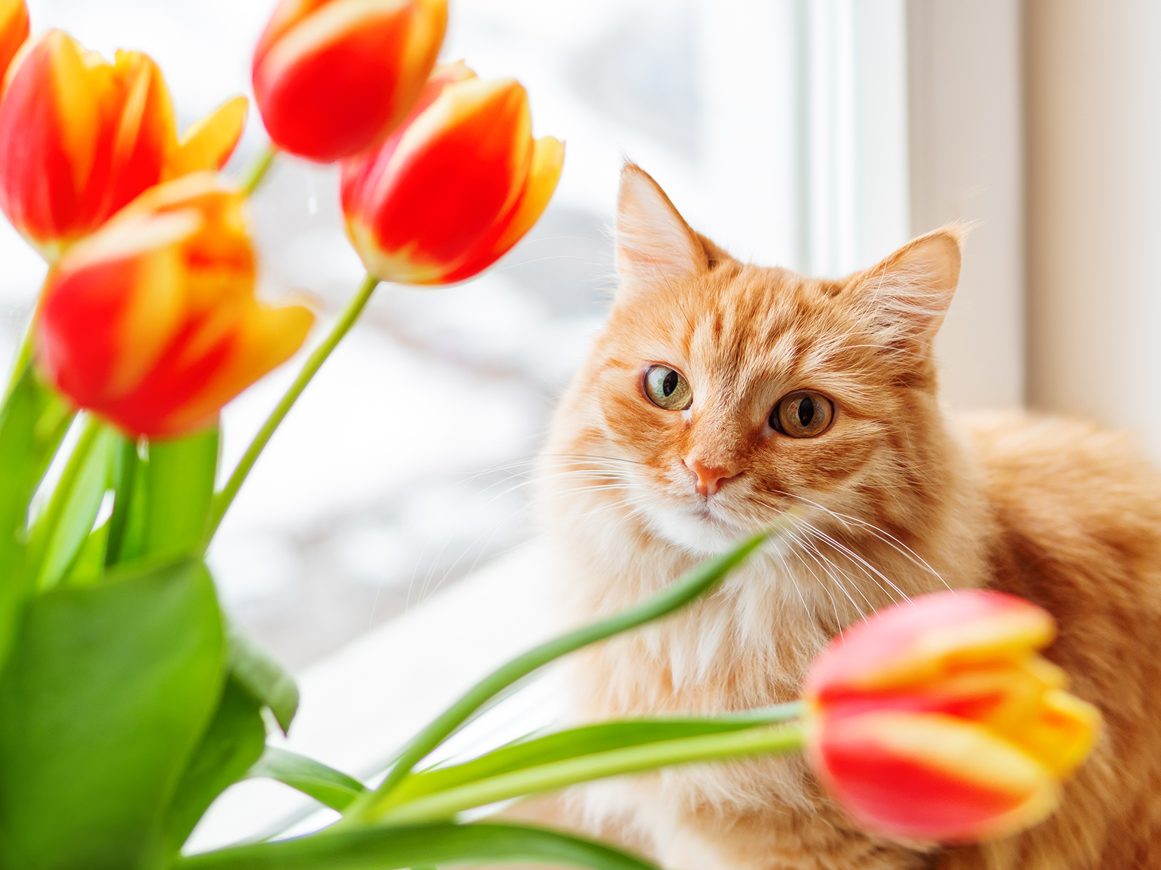 Distinctive Flower Names to Call Your Cat. Better Homes & Gardens