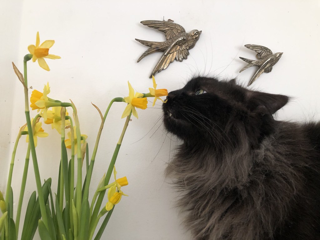 SPRING CATS & DAFFODILS