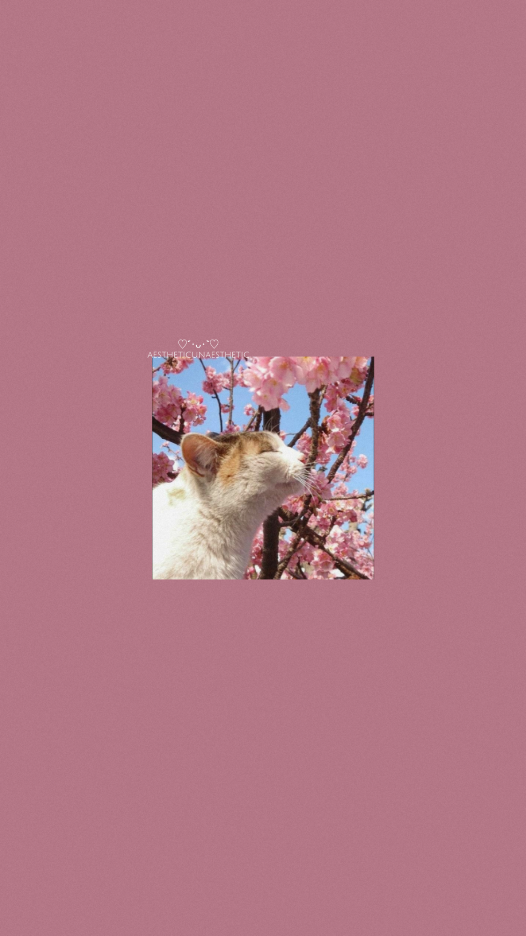Aesthetic Spring Cats Wallpapers - Wallpaper Cave
