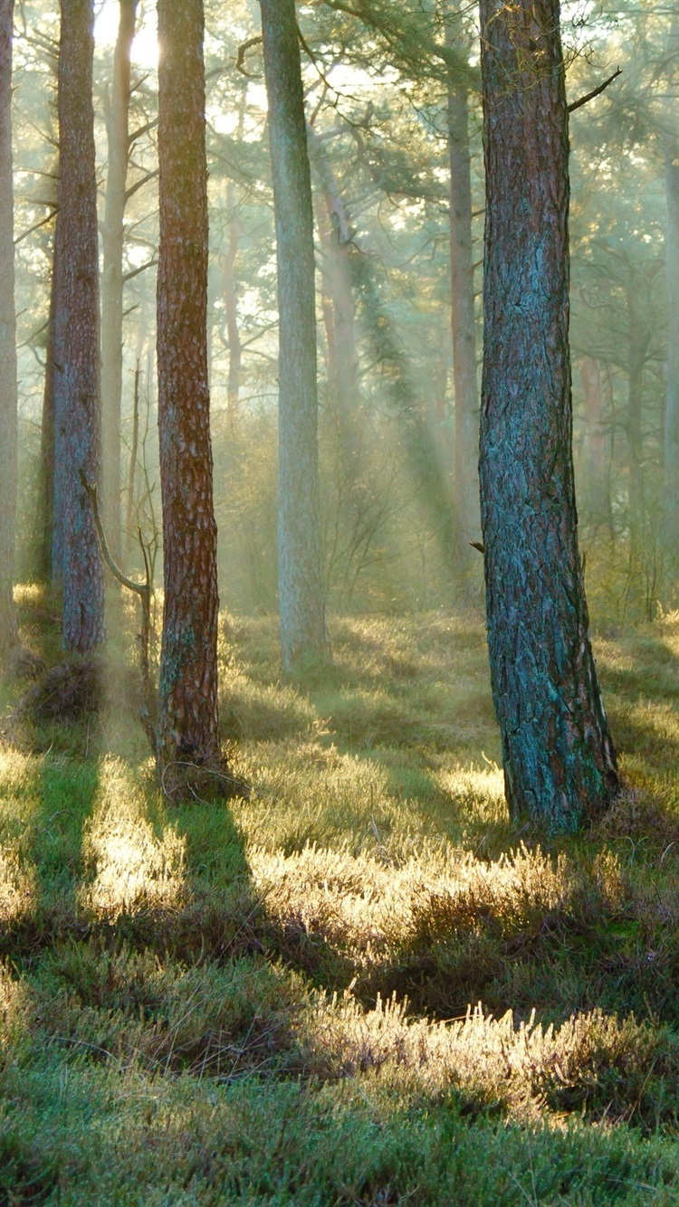 Spring, Forest, Grass, Sunlight, Morning 750x1334 IPhone 8 7 6 6S Wallpaper, Background, Picture, Image