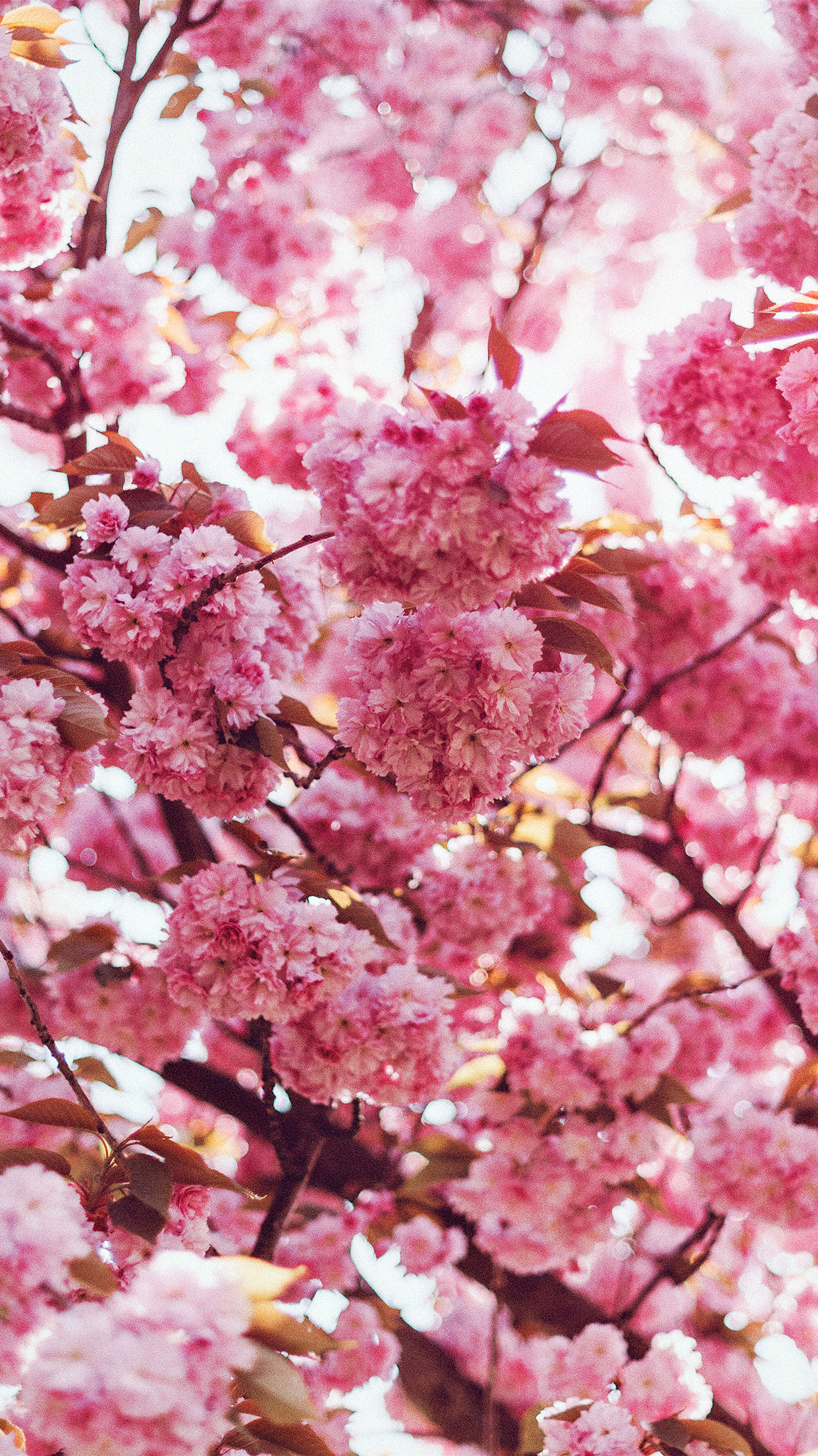 iPhone 6 wallpaper. spring flower pink blossom bokeh nature flare