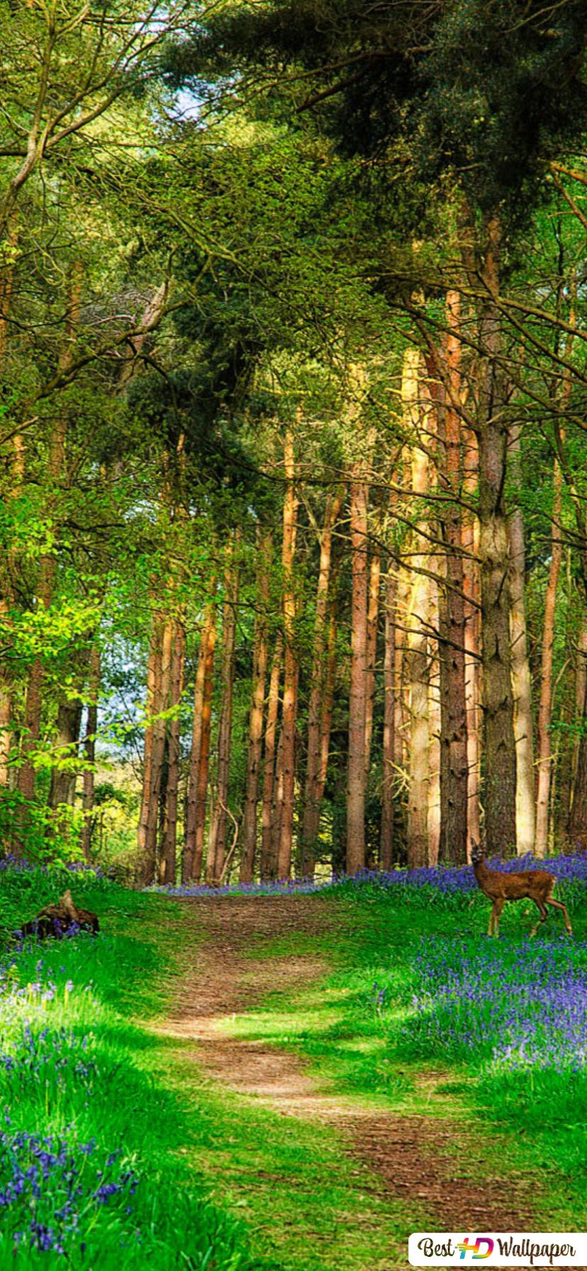 Deer in Spring Forest HD wallpaper download