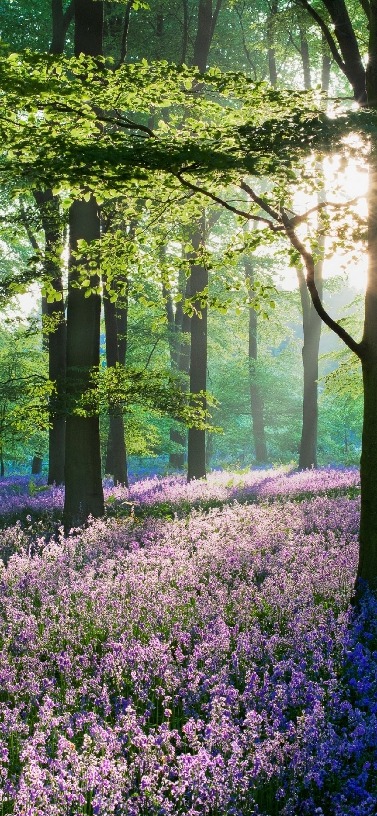 Lavender Flowers Forest Nature Scenery 4K Wallpaper