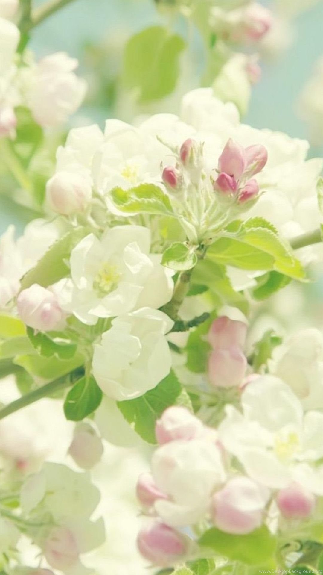 Nature Pure Spring Flower Branch iPhone 6 Wallpaper Download. Desktop Background
