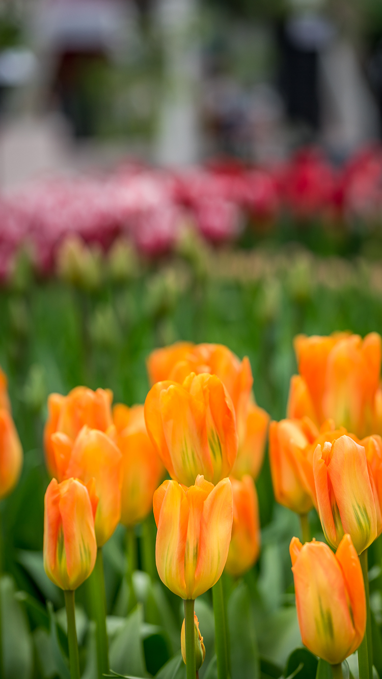 Free iPhone 6 wallpaper for Spring!'s Travel Blog