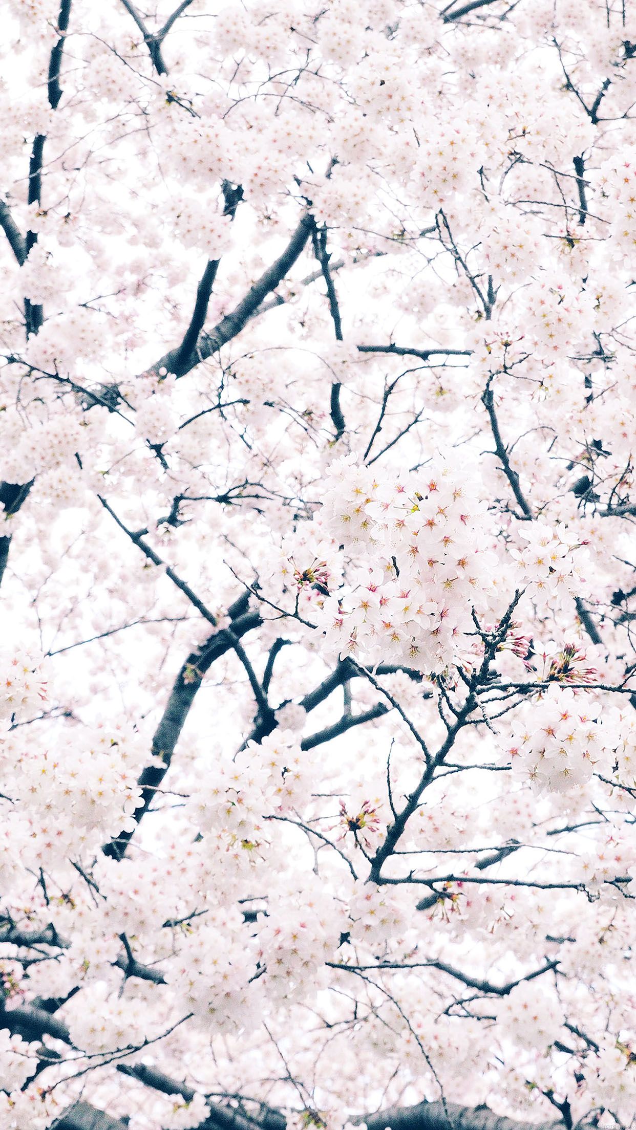 iPhone 6s Spring Wallpaper Free iPhone 6s Spring Background