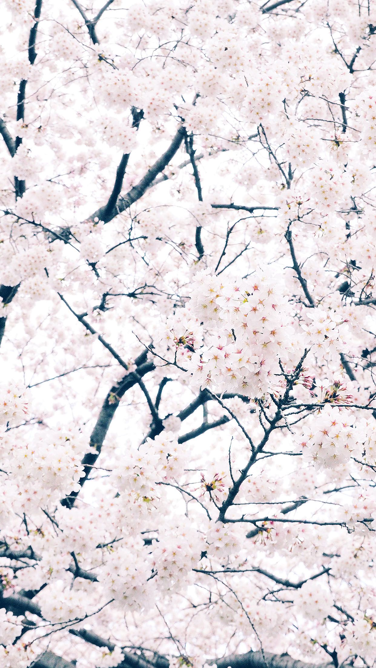 iPhone 6s Spring Wallpaper