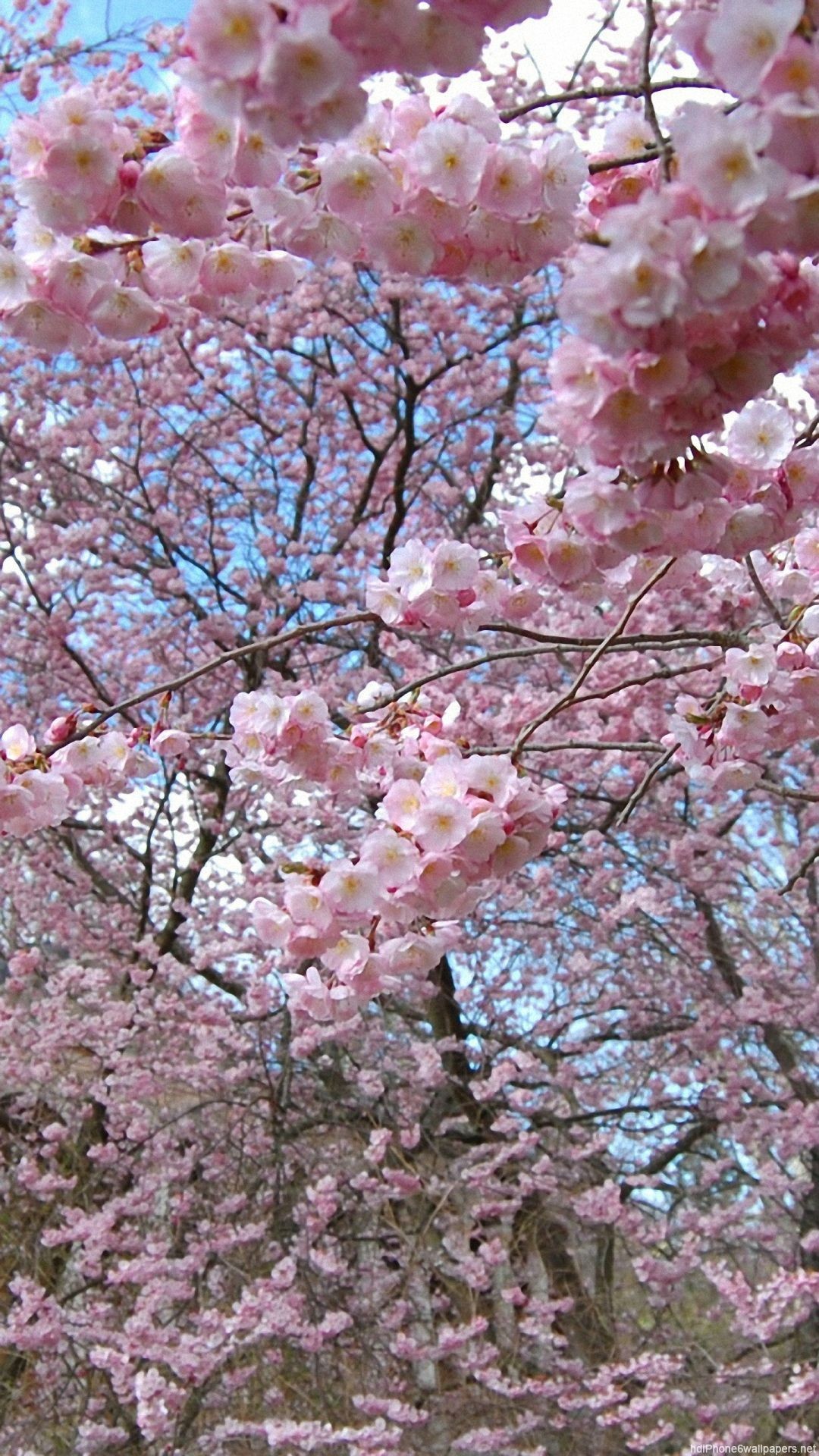 flowers tree spring iPhone 6 wallpaper HD and 1080P 6 Plus Wallpaper