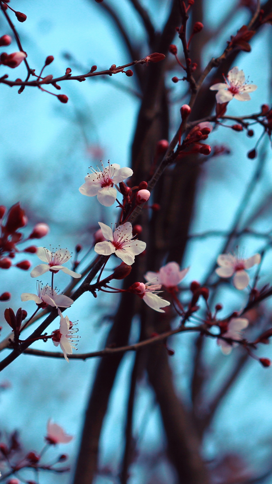 Wallpaper Cherry, Bloom, Spring, Branches, Flowers Background iPhone 6 Wallpaper & Background Download