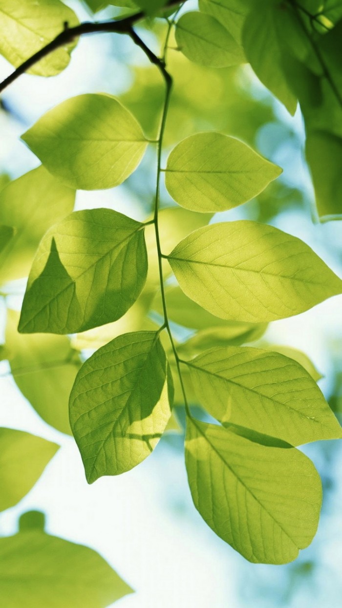 Spring Green Leaf Branch IPhone 6 Wallpaper